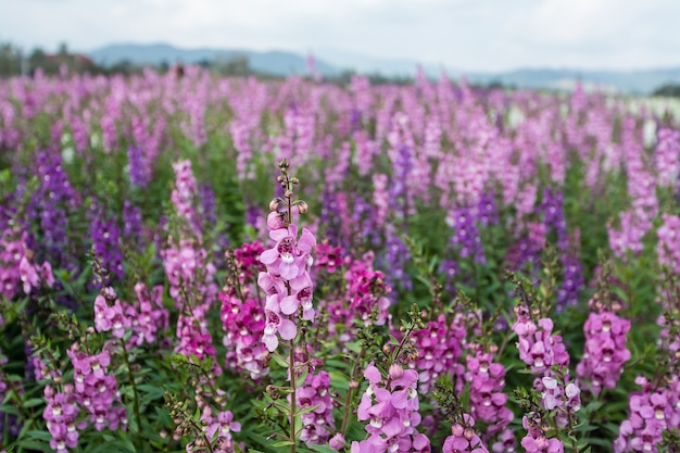 Paisaje de campo de flores de lavanda