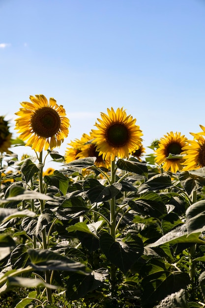 Paisaje de campo de girasol de cerca