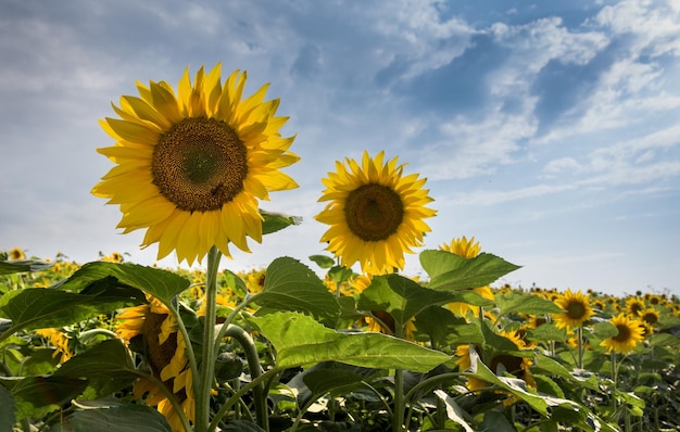 Paisaje de campo de girasol con dos grandes flores en frente