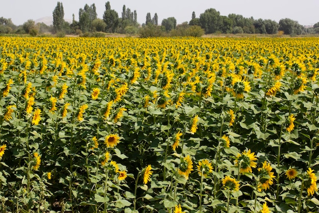 Paisaje de campo de girasol en verano