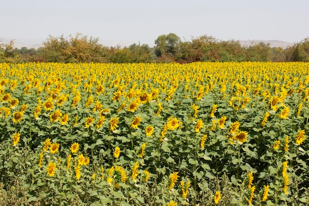 Paisaje de campo de girasol en verano