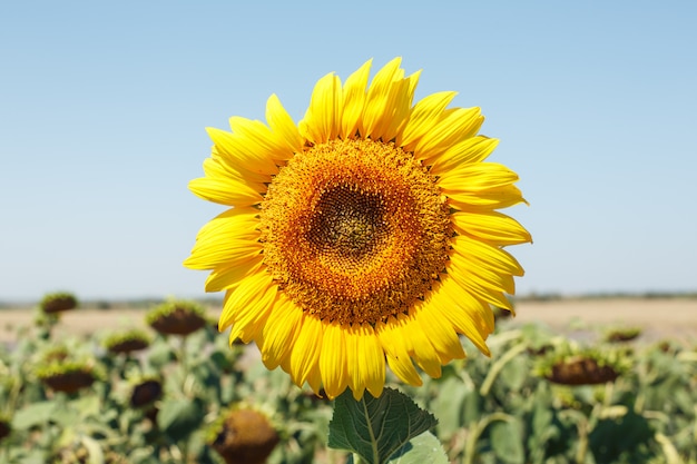 Paisaje de campo de girasol