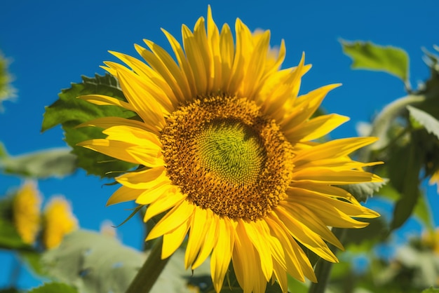 Paisaje de campo de girasol