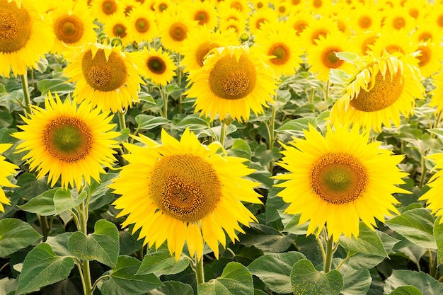 Paisaje de campo de girasol