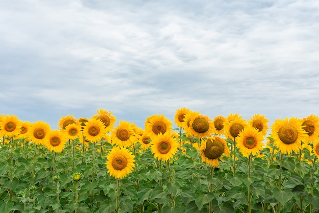 Paisaje de campo de girasol