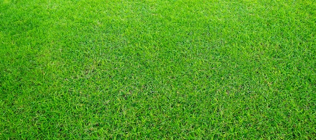 Paisaje del campo de hierba en el uso verde del parque público como fondo natural o contexto