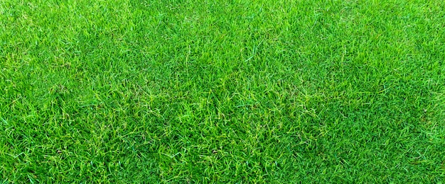 Paisaje del campo de hierba en uso verde del parque público como fondo natural. Textura de la hierba verde de un campo.