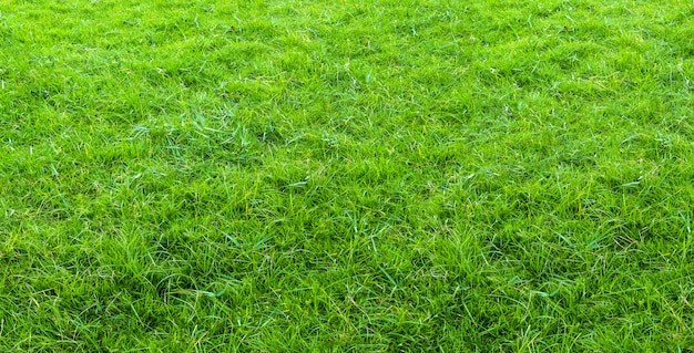 Paisaje del campo de hierba en uso verde del parque público como fondo natural. textura de la hierba verde de un campo.
