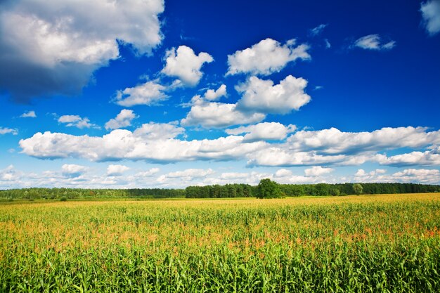 Paisaje de campo de maíz de campo