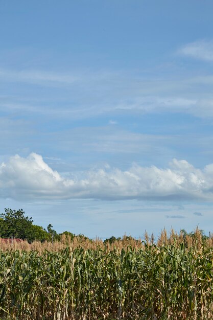 paisaje de un campo de maíz en un día soleado