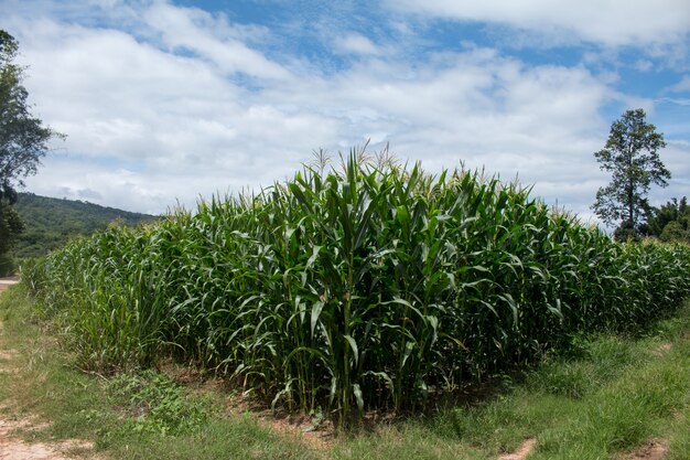 Paisaje del campo de maíz