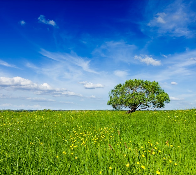 Paisaje de campo de primavera verano verde paisaje con un solo árbol