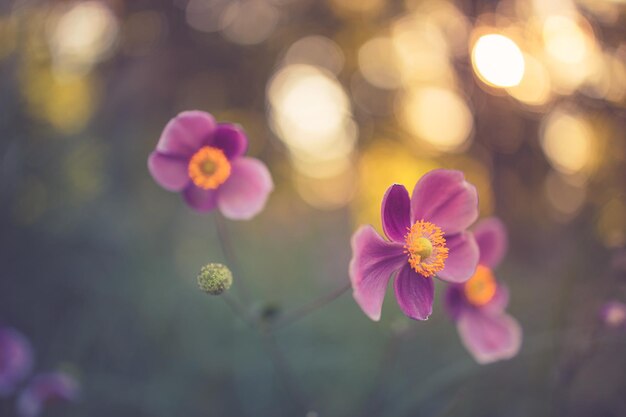 Paisaje de campo de puesta de sol de enfoque suave abstracto de flores rosas y pradera de hierba cálida puesta de sol dorada