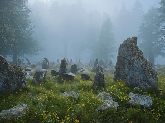 Un paisaje con un campo de rocas y un bosque con algunas flores amarillas.