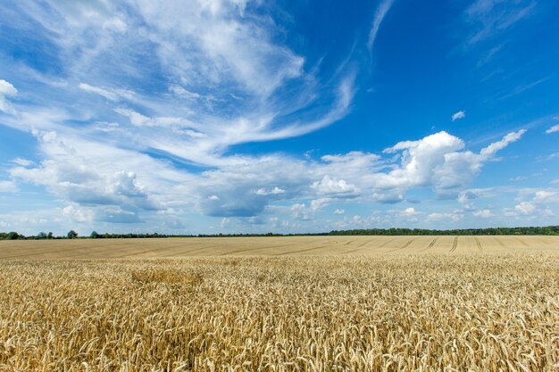 Paisaje de campo rural con cielo azul