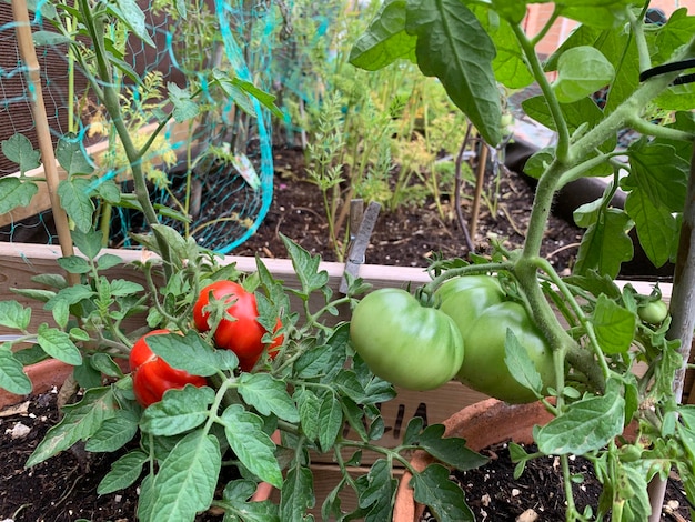 Paisaje de campo de tomate en un jardín urbano. Huerto en tu casa. concepto de sostenibilidad