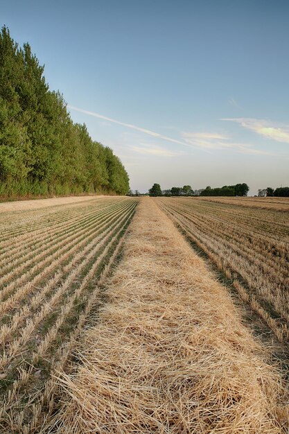 Paisaje de un campo de trigo y árboles forestales con un cielo azul nublado y copyspace Tierras de cultivo escénicas con hierba marrón durante el otoño Vista de pastizales remotos en el campo durante la cosecha en Suecia