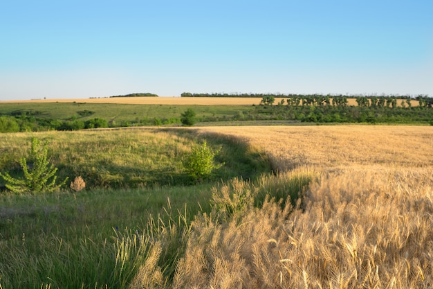 Paisaje de un campo de trigo contra un cielo azul