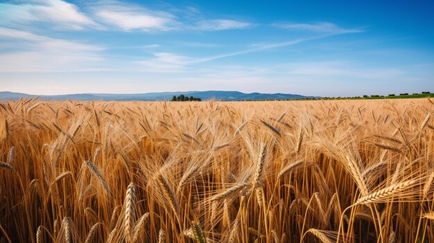 Paisaje con campo de trigo dorado y día soleado bajo cielo azul campo rural IA generativa