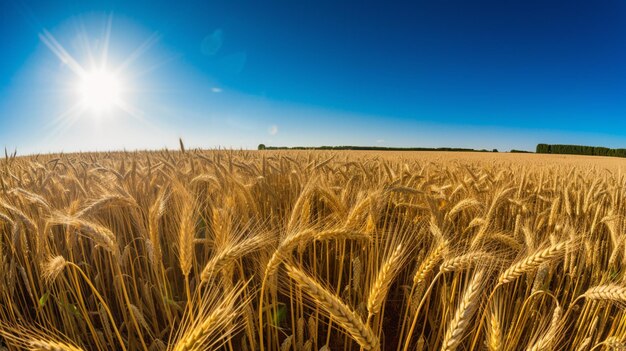 Paisaje con campo de trigo dorado y día soleado bajo cielo azul campo rural IA generativa