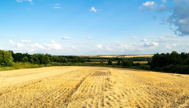 Paisaje con campo de trigo en Ucrania