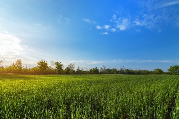 Paisaje de campo de trigo verde, campo de paisaje fuera de la agricultura de la ciudad