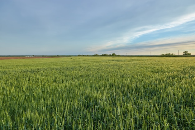 Paisaje de campo de trigo verde, campo de paisaje fuera de la agricultura de la ciudad