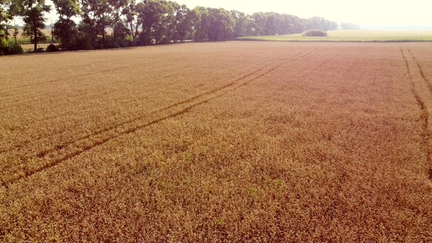 Paisaje campo de trigo vista aérea de drones espigas de trigo de cerca en un día soleado