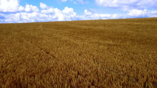 Paisaje campo de trigo vista aérea de drones espigas de trigo de cerca en un día soleado