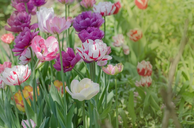 Paisaje con campo de tulipanes Campo de tulipanes en primavera Flor de tulipán de color mixto Fondo de flores de primavera