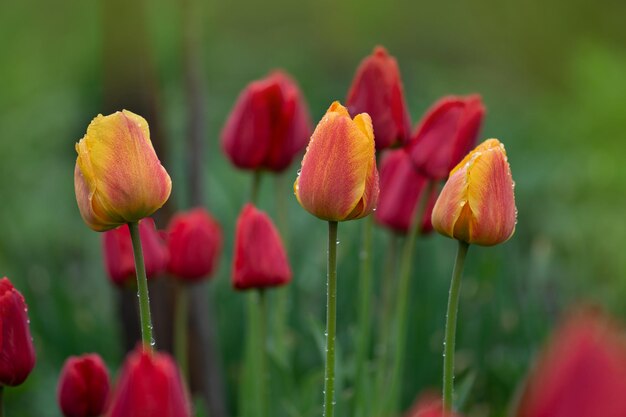 Paisaje con campo de tulipanes Campo de tulipanes en primavera Flor de tulipán de color mixto Mezcla de flores de tulipanes en el jardín