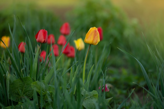 Paisaje con campo de tulipanes Campo de tulipanes en primavera Flor de tulipán de color mixto Mezcla de flores de tulipanes en el jardín