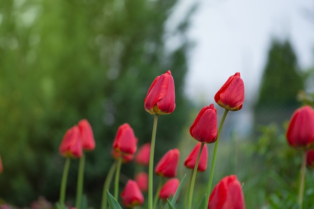 Paisaje con campo de tulipanes. Campo de tulipanes en primavera. Flor de tulipán de color rojo. Flores de tulipanes morados en el jardín