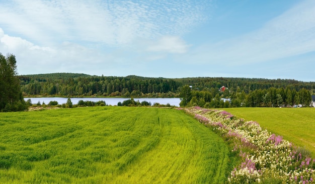 Paisaje de campo de verano con flores