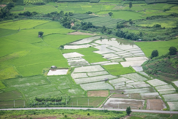 Paisaje de campo verde con campo de arroz en el campo agricultura Asia en temporada de lluvias