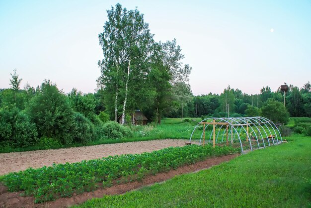 Paisaje en el campo Vista panorámica de la naturaleza de verano en Letonia Europa del Este