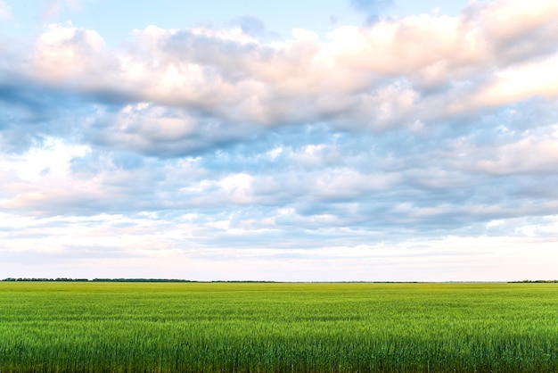 Paisaje de campo