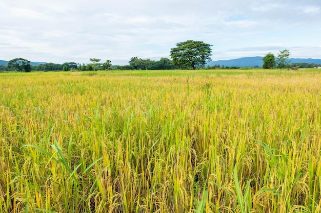 Paisaje de campos de arroz cosechados y cielo.