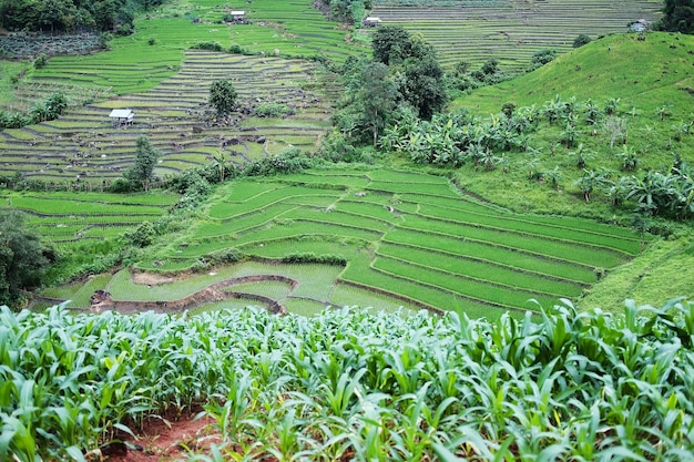 Paisaje en campos de arroz recién plantados en terrazas en la montaña con niebla en Tailandia