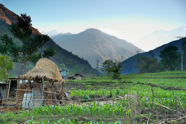 Paisaje de campos de arroz verde en las colinas de Nepal.