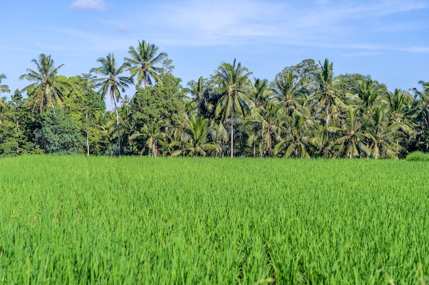 Paisaje con campos de arroz verde y palmeras en un día soleado en la isla de Bali, Indonesia