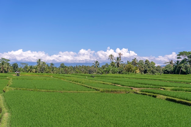 Paisaje con campos de arroz verde y palmeras en un día soleado en la isla de Bali, Indonesia