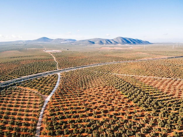 Paisaje con campos de olivos vista aérea