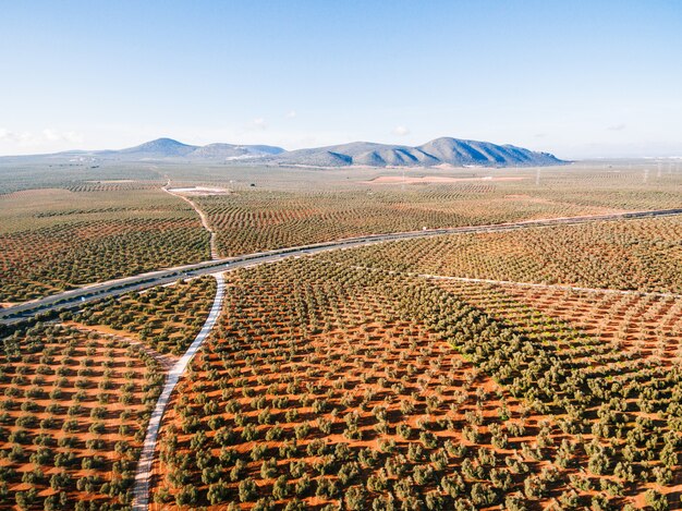 Paisaje con campos de olivos, vista aérea