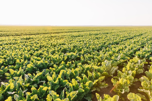 Foto paisaje de campos con remolacha azucarera