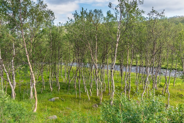 El paisaje característico de la tundra ártica. Árboles bajos, arbustos, hierba, norte de Noruega