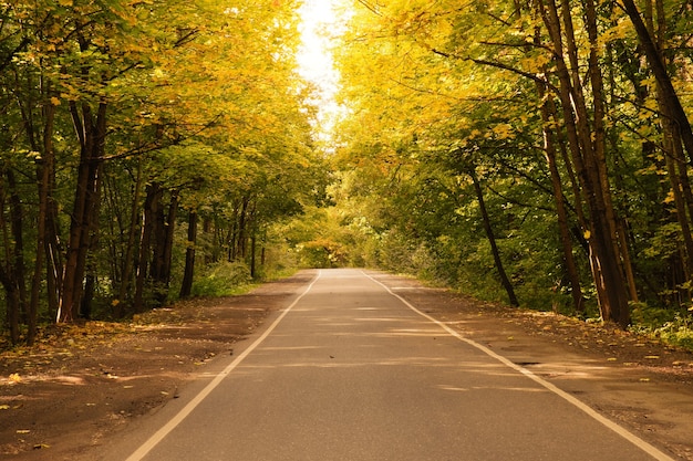 Paisaje de la carretera del automóvil a través del bosque de otoño. Escena de la temporada de otoño.