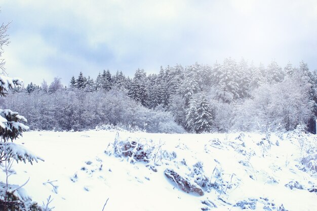 Paisaje de carretera en el bosque de invierno con desierto cubierto de nieve