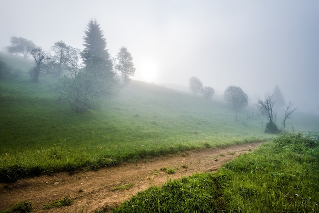 paisaje de una carretera y bosque que crece en la ladera de una montaña