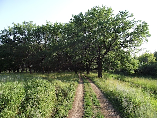 Paisaje con carretera en bosque de robles de verano